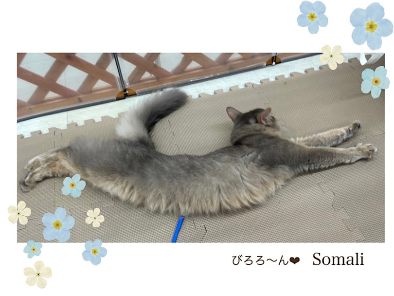 はじめのお迎えを検討されてる方や多頭飼いを考えている方は、是非会いに来てください | ソマリ （312105） - 横浜 港北ニュータウン店