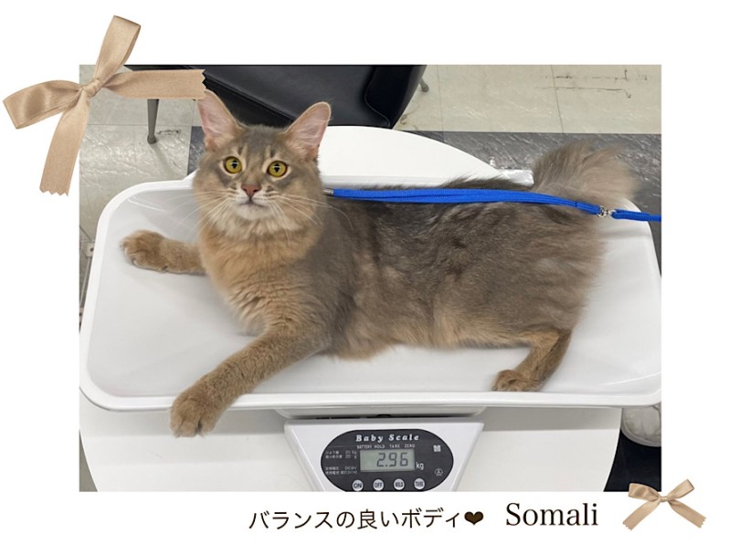 首周りから胸元にかけて毛量もあり優雅な姿のイケメンBOY♡ | ソマリ （312105） - 横浜 港北ニュータウン店