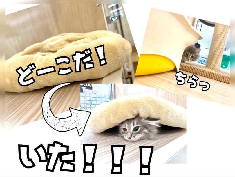 最近のマイブームはかくれんぼ | サイベリアン (150307) - 東川口店