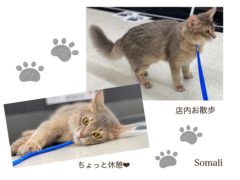 穏やかな性格でストレスフリー | ソマリ （312105） - 横浜 港北ニュータウン店