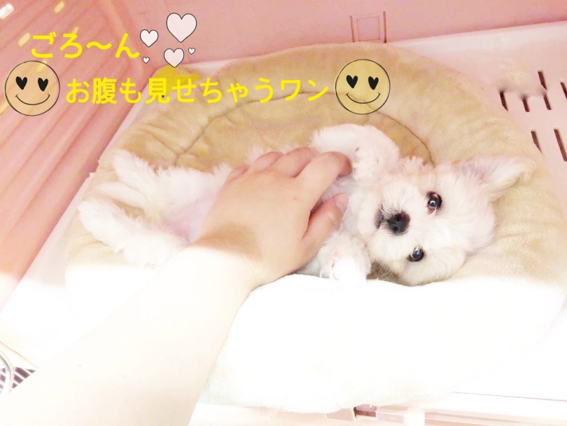 愛嬌抜群の性格 | MIX犬 キャバション （413111） - さいたま 武蔵浦和店