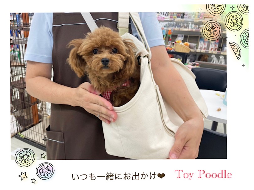 生後5ヶ月になりました | トイ・プードル （312087） - 横浜 港北ニュータウン店