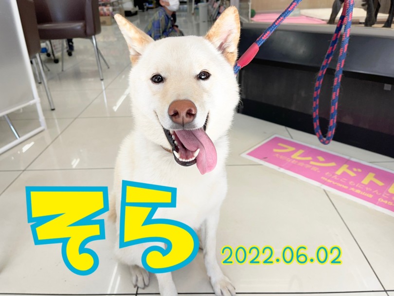 白柴のそらちゃん | 365プロジェクトデイリー【6月版】 - 横浜 大倉山店