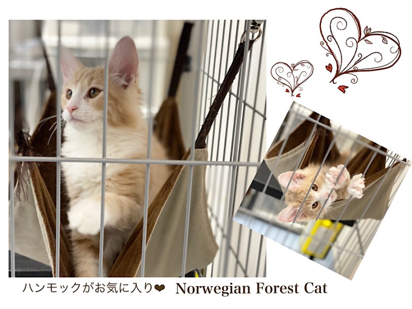 最近はハンモックがお気に入り | ノルウェージャンフォレストキャット （312094） - 横浜 港北ニュータウン店