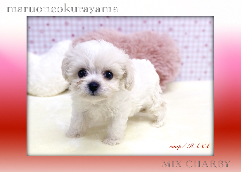 体型はビション要素が多くでた感じですね！ | MIX犬 チャービー （6131175） - 横浜 大倉山店