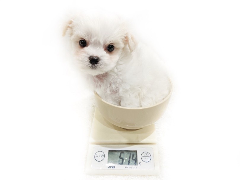 生後60日の体重は514gとチワワの体重と同じぐらいの大きさ | MIX犬 チワマル （11902） - 横浜 白楽店