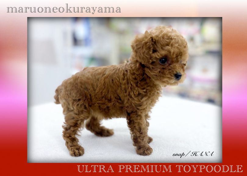 スクエアタイプの体型 | トイ・プードル （6131179） - 横浜 大倉山店