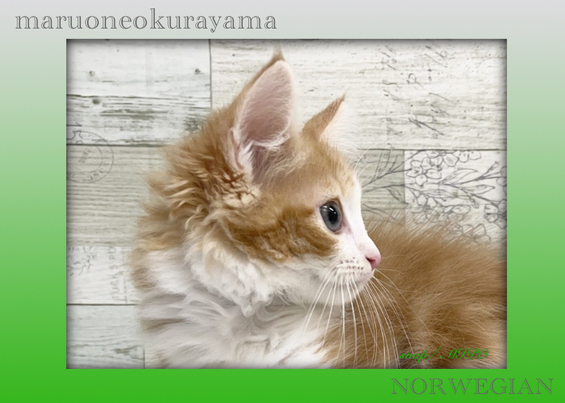 スッと真っ直ぐに通る鼻筋は美の象徴 | ノルウェージャンフォレストキャット （6131172） - 横浜 大倉山店
