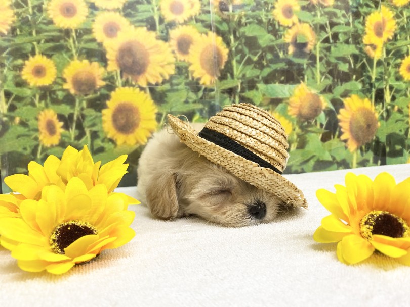 ナデナデに安心して寝ちゃったのかな？ | MIX犬 マルプー （6131180） - 横浜 大倉山店