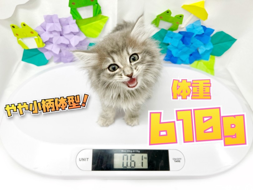 大型長毛種ですが、成猫時は3〜4kg位と予想 | サイベリアン (150307) - 東川口店