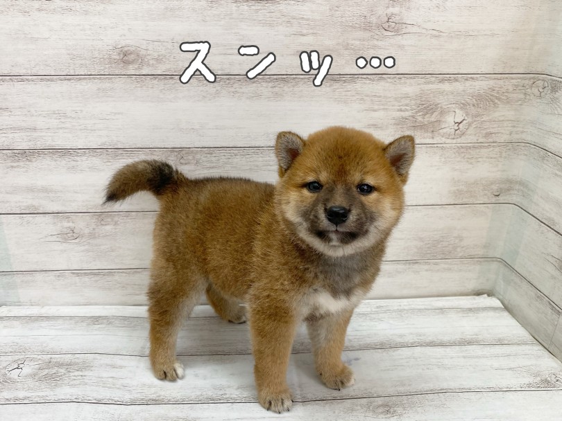 控えめだけど甘えたい…かわいい性格に釘付け！ | 柴犬 （116709） - 下丸子店