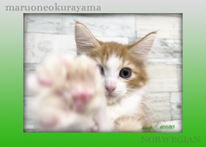 スッと伸びた鼻筋が美しい | ノルウェージャンフォレストキャット （6131172） - 横浜 大倉山店