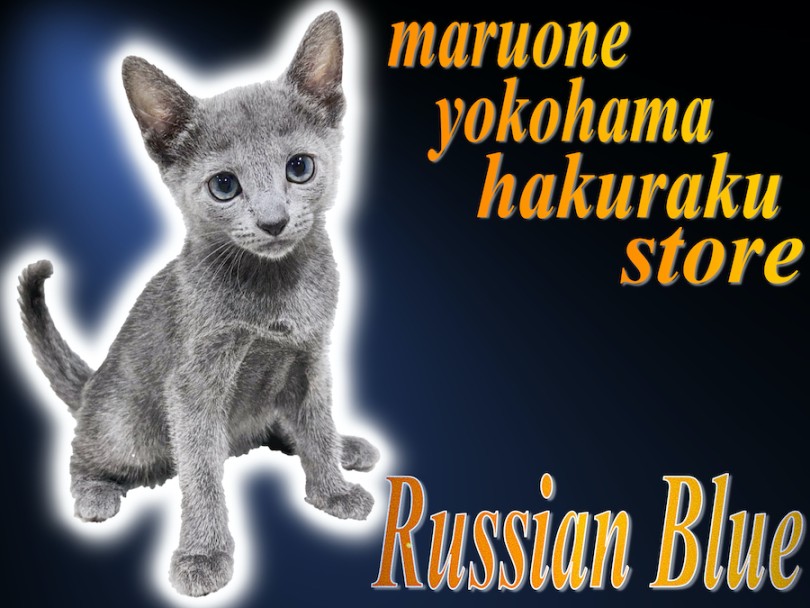 【 ロシアンブルー 】見た目はクール！性格はスウィート！ギャップが可愛い美しき猫