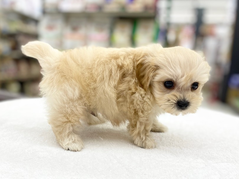 全体が丸くぬいぐるみ感満載のボディライン | MIX犬 マルプー （6131177） - 横浜 大倉山店