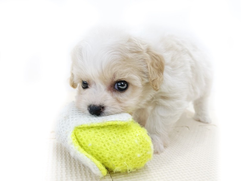 小さな口を全開にしてガブーっとおもちゃを咥える姿が可愛らしい | MIX犬 キャバション （814751） - 大和 相模大塚店