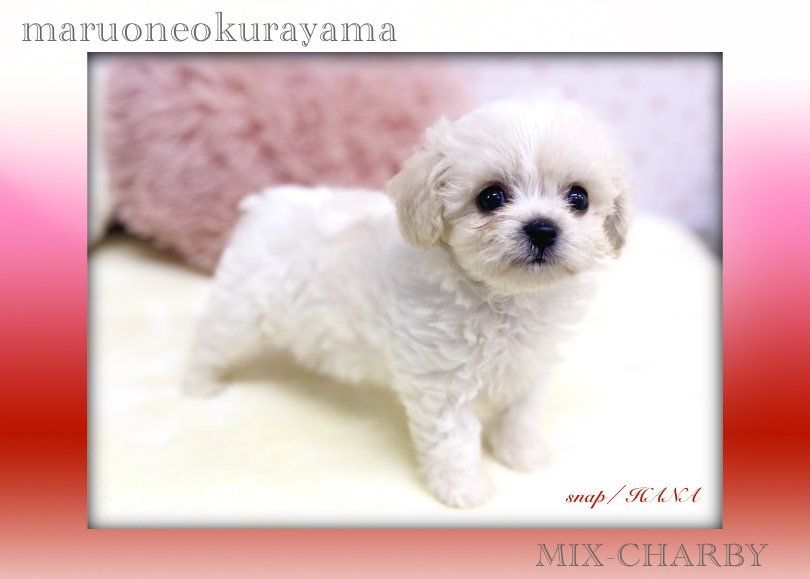 柔らかく優しさを感じる毛色 | MIX犬 チャービー （6131175） - 横浜 大倉山店
