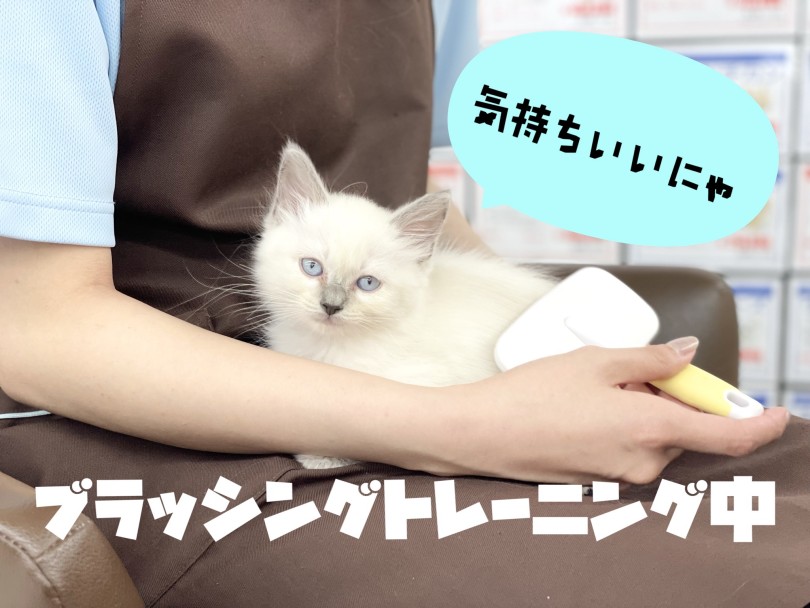 綿毛のような触り心地！ふわふわでもふもふな被毛 | ラグドール （150305） - 東川口店