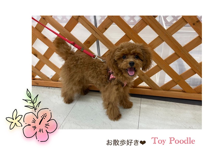 プーちゃんに会いに来てね！ | トイ・プードル （312087） - 横浜 港北ニュータウン店