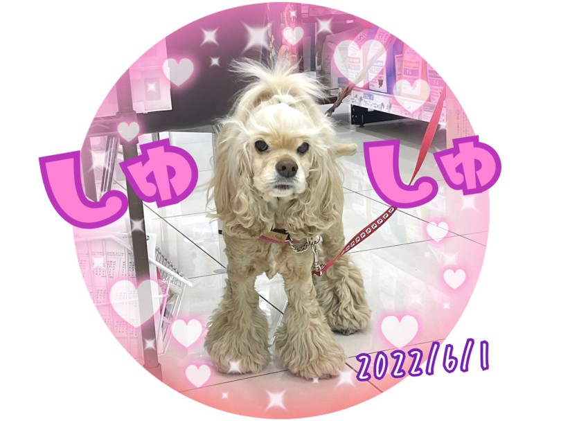 アメリカンコッカースパニエルのシュシュちゃん | 365プロジェクトデイリー【6月版】 - 横浜 大倉山店