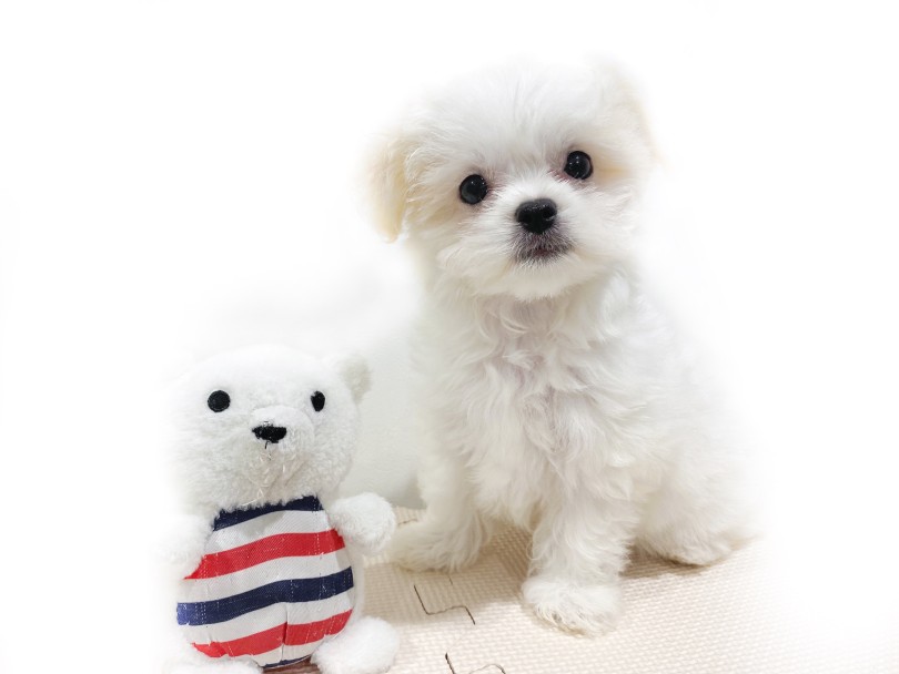 ひとしきり遊んだ後の2ショット♪ | MIX犬 チワマル （11902） - 横浜 白楽店