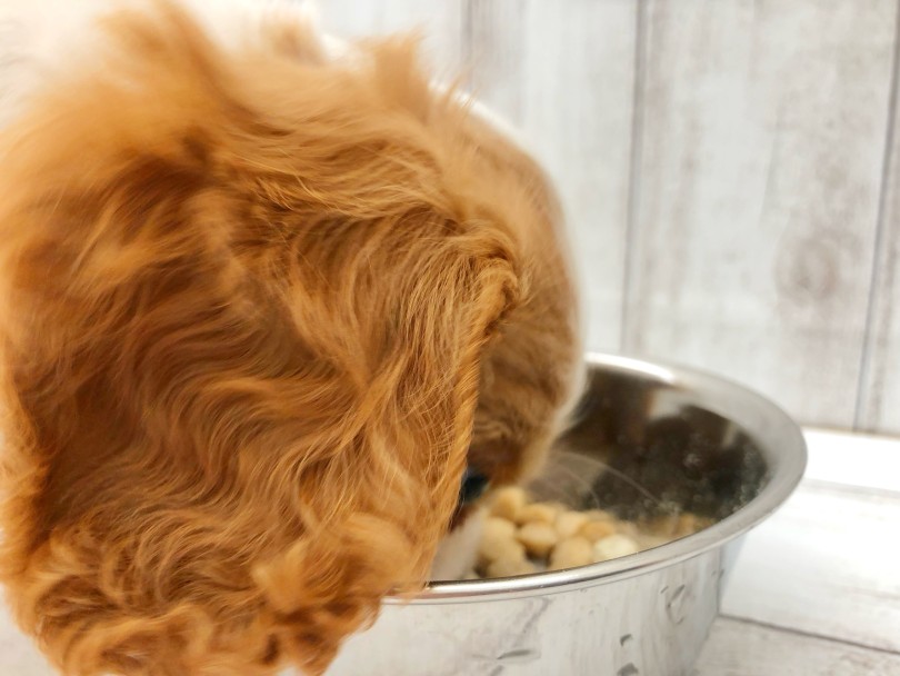 子犬の時期の食欲は健康である証 | キャバリア・キングチャールズ・スパニエル （512811） - 本羽田店