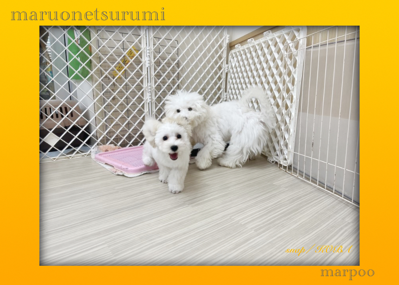 マルプーくんの気になる性格は？ | MIX犬 マルプー （713867） - 横浜 鶴見店