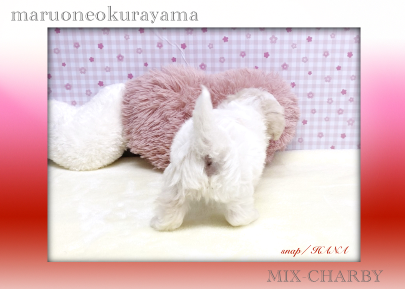 可愛いチャービーちゃんとお待ちしております♡ | MIX犬 チャービー （6131175） - 横浜 大倉山店