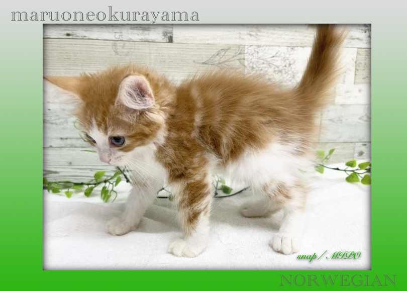 カッコ可愛いノルウェーちゃんに是非！会いに来てください♡ | ノルウェージャンフォレストキャット （6131172） - 横浜 大倉山店
