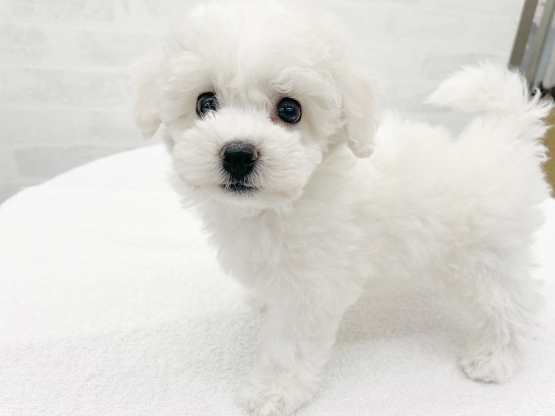 ぬいぐるみの様な容姿と明るく朗らかな性格が魅力のビションちゃん | ビションフリーゼ （014441） - 東日暮里店