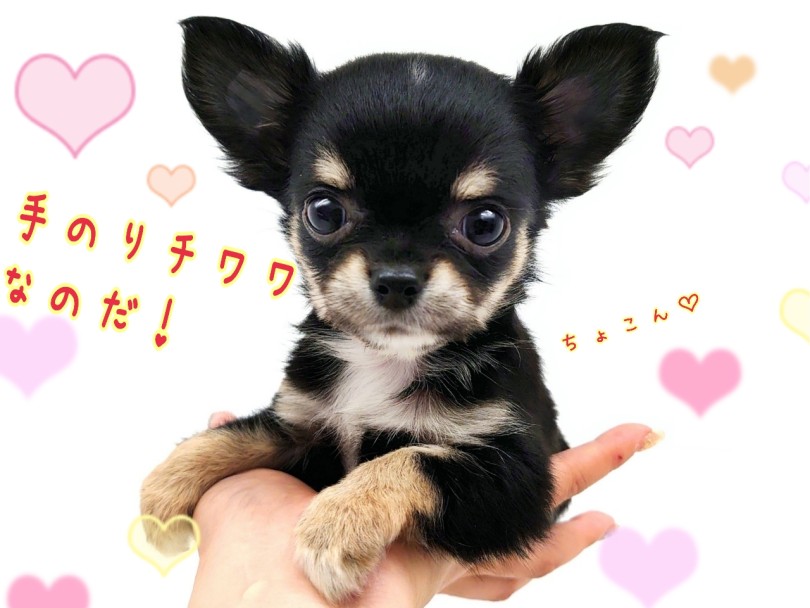 女性の手のひらにもちょこんとおさまっちゃうミニマムサイズ！ | チワワ （130448） - 高井戸店