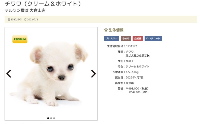 第5位！横浜 大倉山店のチワワちゃん！ | 7/8版注目のワンちゃんネコちゃんランキング