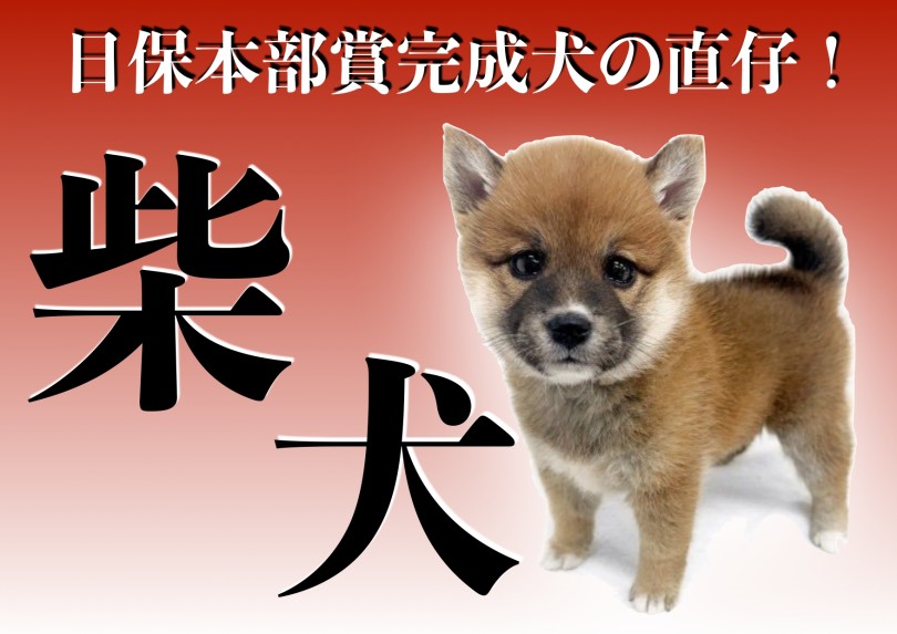 【 柴犬 】希少な日保本部賞完成犬の直仔！待望の赤柴女の子降臨！