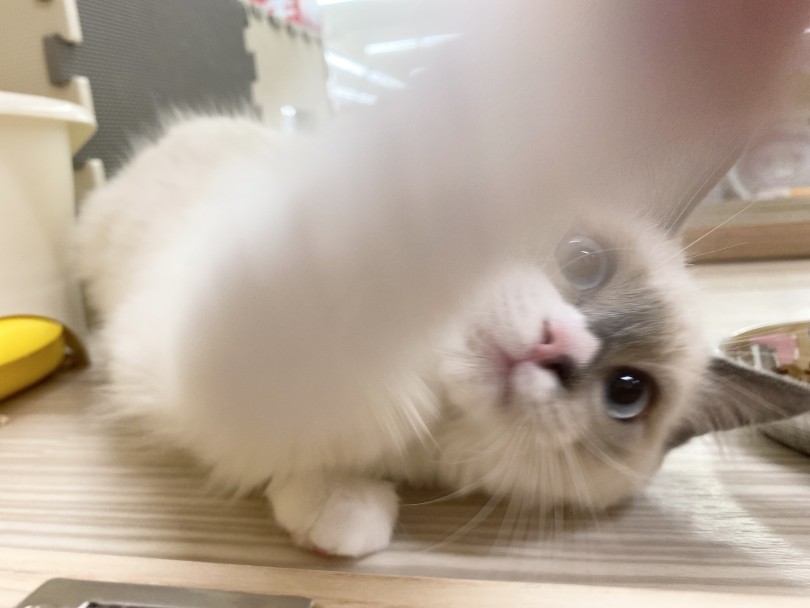 成猫になったときも存在感と抱き心地最高ですよ♡ | ラグドール （6131167） - 横浜 大倉山店