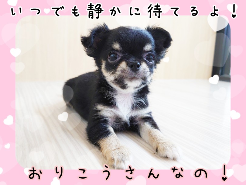 無駄吠えしません！ごはんだって静かに待てちゃいます！ | チワワ （130448） - 高井戸店