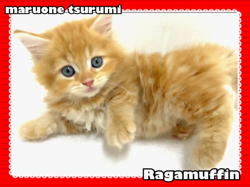 『縞模様』のある猫ちゃんは幸運を呼ぶ縁起の良い猫 | ラガマフィン （713890） - 横浜 鶴見店