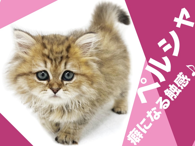 【 ペルシャ 】その撫で心地は癖になる！穏やかな性格が魅力のゴージャスキャット！