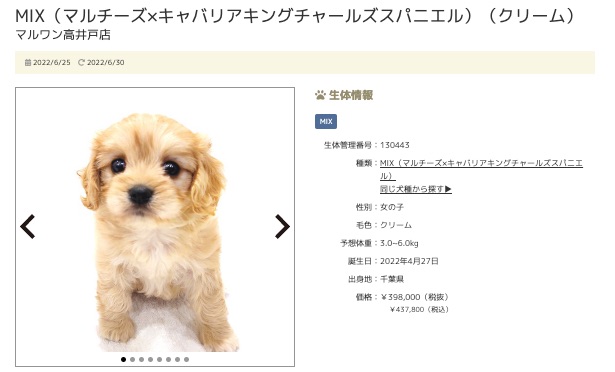 第4位！高井戸店のマルキャバちゃん！ | 7/1版注目のワンちゃんネコちゃんランキング！