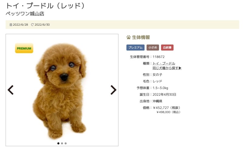 第7位！城山店のトイプードルちゃん！ | 7/8版注目のワンちゃんネコちゃんランキング