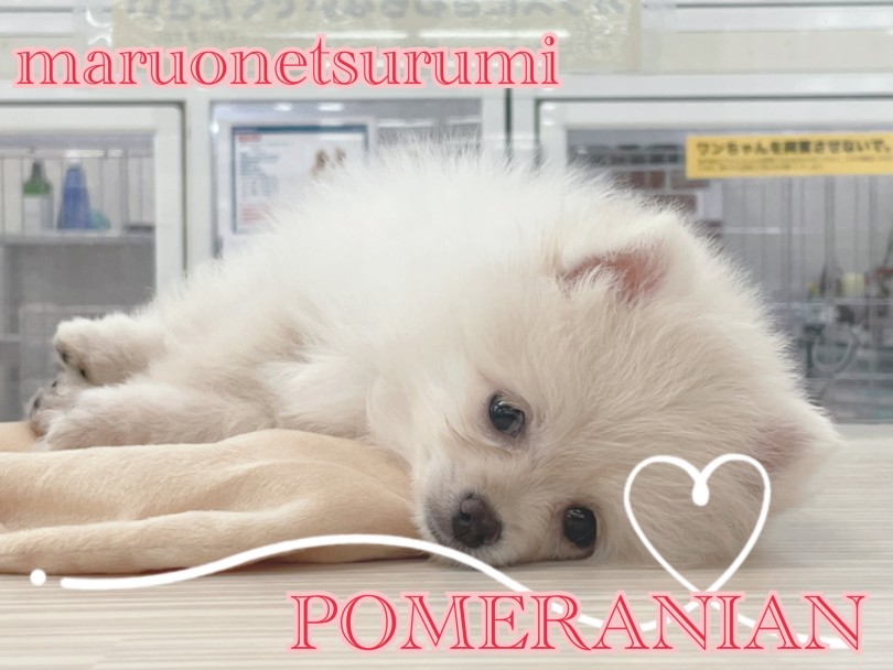 お客様のご来店を心よりお待ちしておりますね♡ | ポメラニアン （713887） - 横浜 鶴見店