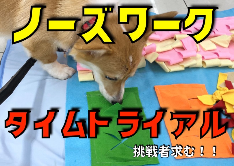 【 ノーズワーク 】挑戦者求む！お鼻を使って楽しく遊んじゃお！！の巻！