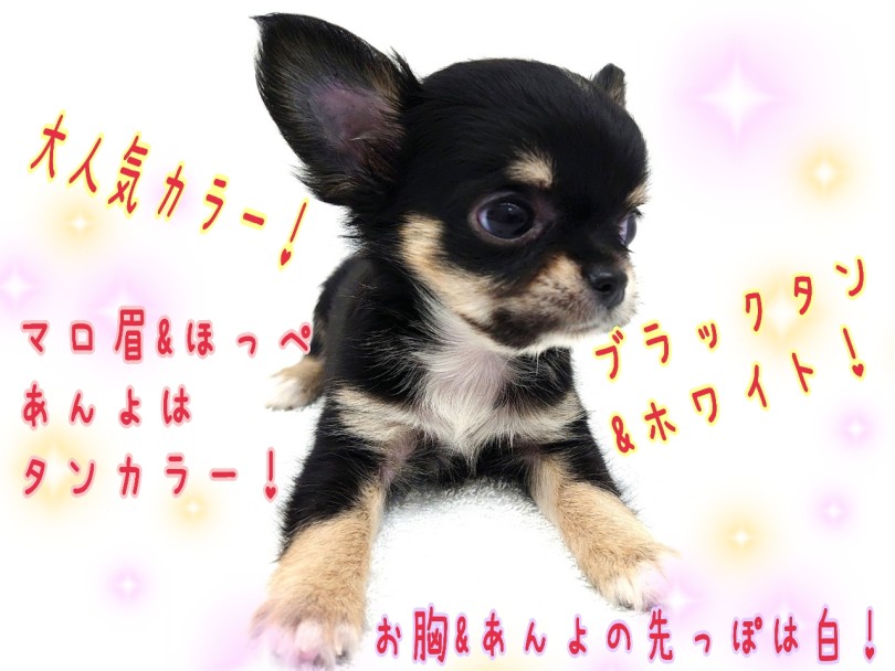お色は大人気カラー！ブラックタン&ホワイト！ | チワワ （130448） - 高井戸店