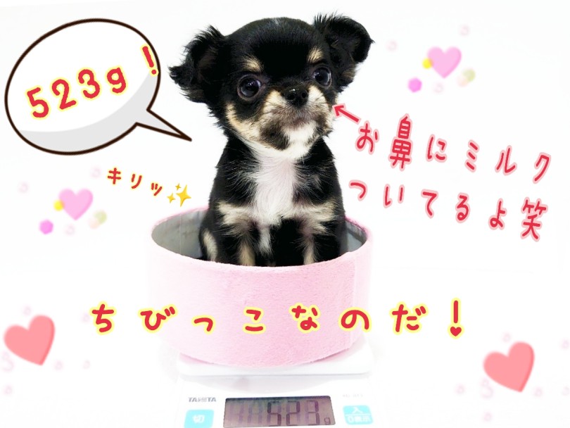 世界最小わんこの中でもミニマムサイズ！手乗りチワワ！ | チワワ （130448） - 高井戸店