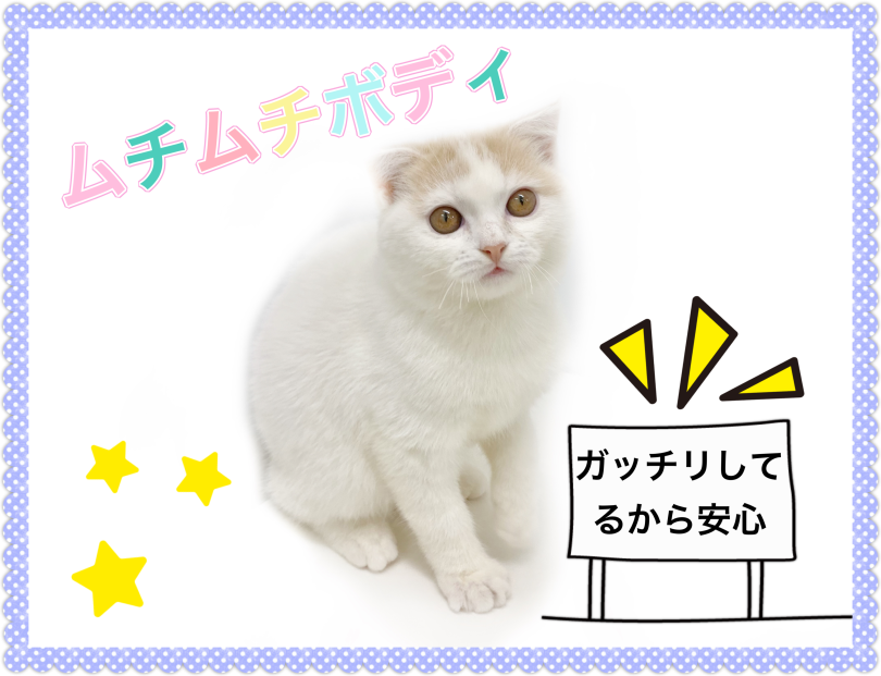 ムチムチボディが魅力的 | スコティッシュフォールド （150312） - 東川口店
