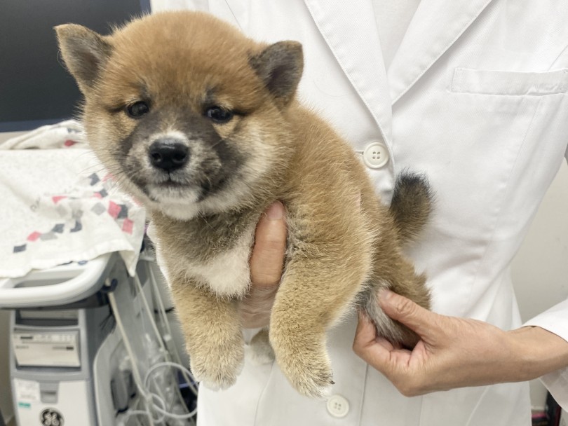 隣接クリニックにて健康診断 | 柴犬 （6131185） - 横浜 大倉山店