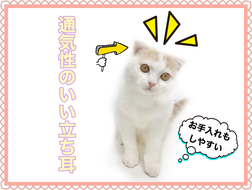 立ち耳は病気になりにくい | スコティッシュフォールド （150312） - 東川口店