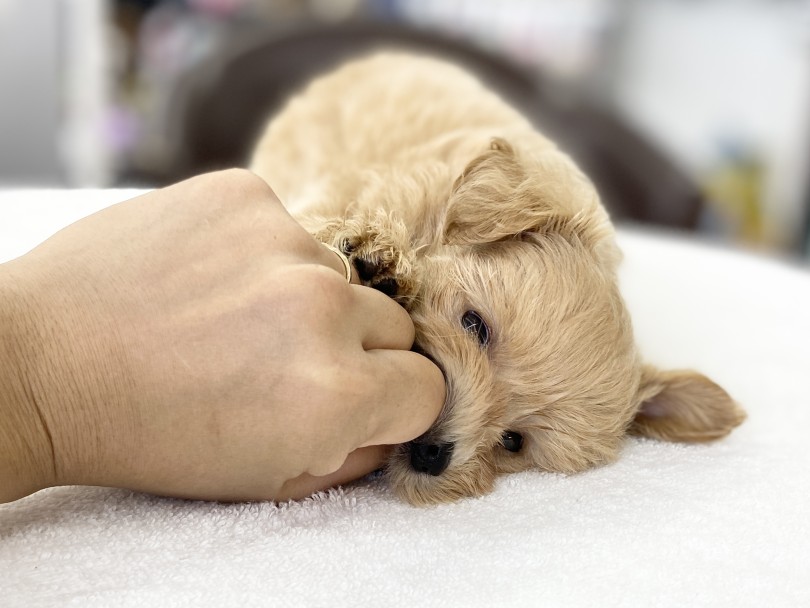 「人の手を噛んではいけない」ことは教えてあげましょう♪ | MIX犬 マルプー （6131181） - 横浜 大倉山店