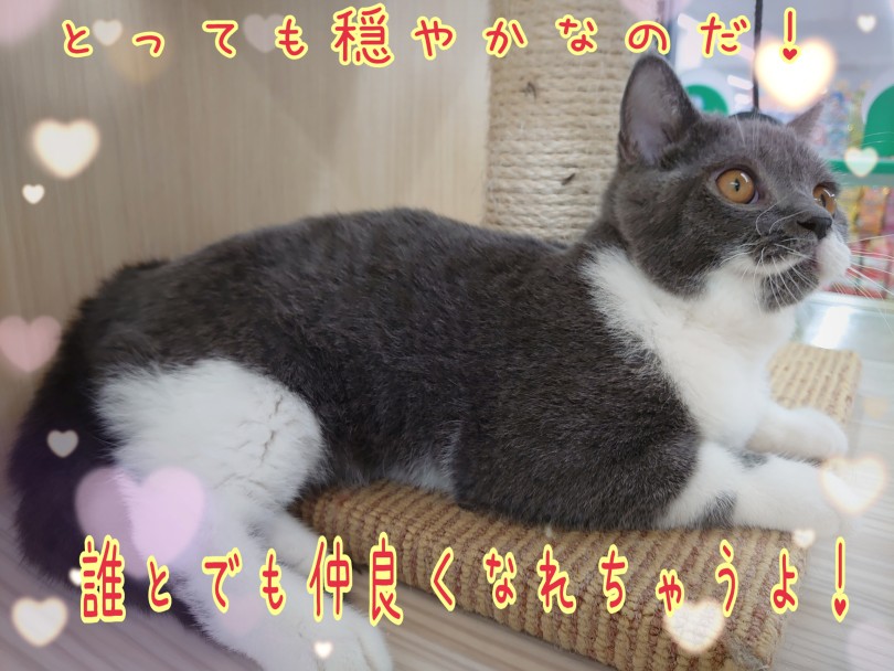 とってもおっとり優しさ抜群！ | ブリティッシュショートヘア （130446） - 高井戸店