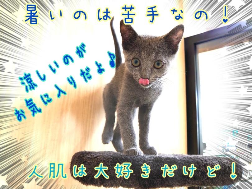 ロシア原産の猫種だから涼しい所が大好き | ロシアンブルー （130441） - 高井戸店