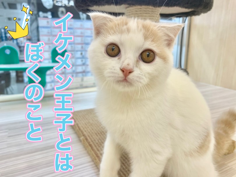 スコティッシュらしいまん丸なお顔 | スコティッシュフォールド （150312） - 東川口店