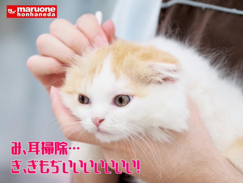 お手入れ馴れ完璧！ | スコティッシュフォールド （512815） - 本羽田店